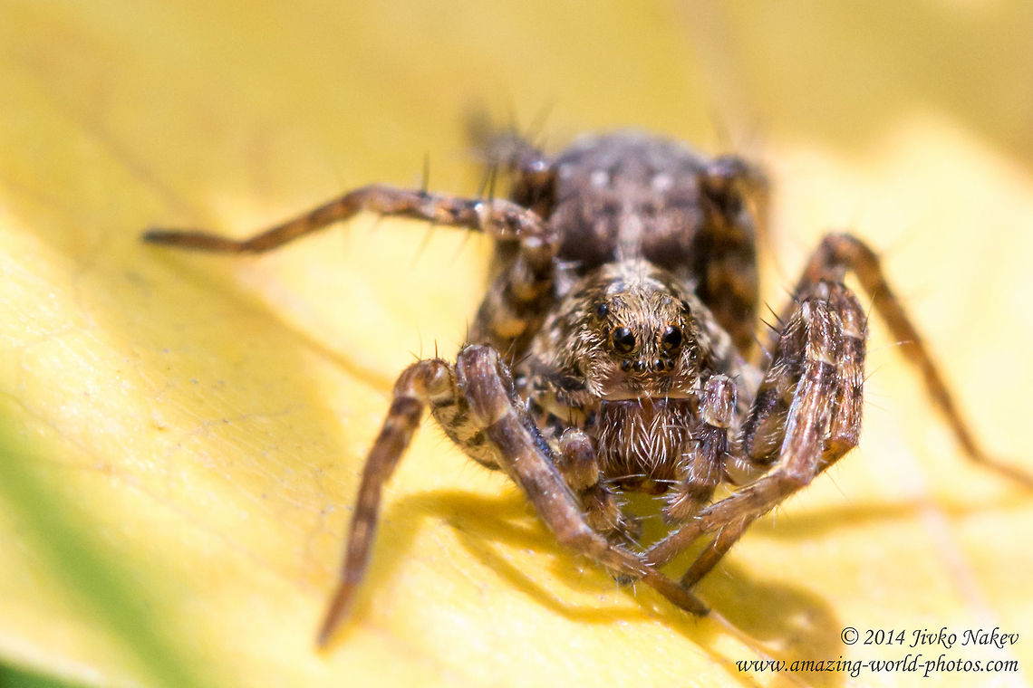 Wolf-spider Wolf-spider - Xerolycosa nemoralis Bulgaria,Geotagged,Lycosidae,Wolf-spider,Xerolycosa nemoralis,arachnida,nature