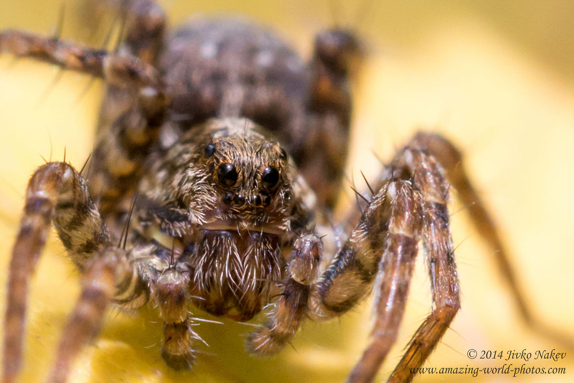 Wolf-spider Wolf-spider - Xerolycosa nemoralis Bulgaria,Geotagged,Lycosidae,Wolf-spider,Xerolycosa nemoralis,arachnida,nature