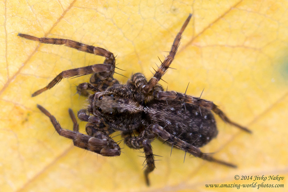 Wolf-spider Wolf-spider - Xerolycosa nemoralis Bulgaria,Geotagged,Lycosidae,Wolf-spider,Xerolycosa nemoralis,arachnida,nature