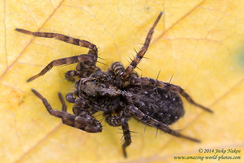 Wolf-spider Wolf-spider - Xerolycosa nemoralis Bulgaria,Geotagged,Lycosidae,Wolf-spider,Xerolycosa nemoralis,arachnida,nature