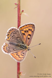 Sooty Copper Butterfly Female Sooty Copper Butterfly  - Lycaena tityrus Bulgaria,Geotagged,Lycaena tityrus,Lycaenidae,Sooty copper,butterfly,insect,lepidoptera,nature