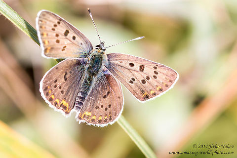 Sooty Copper Butterfly Male Sooty Copper Butterfly  - Lycaena tityrus Bulgaria,Geotagged,Lycaena tityrus,Lycaenidae,Sooty copper,butterfly,insect,lepidoptera,nature