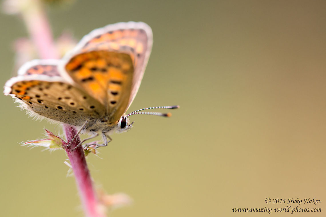 Sooty Copper Butterfly Female Sooty Copper Butterfly  - Lycaena tityrus Bulgaria,Geotagged,Lycaena tityrus,Lycaenidae,Sooty copper,butterfly,insect,lepidoptera,nature