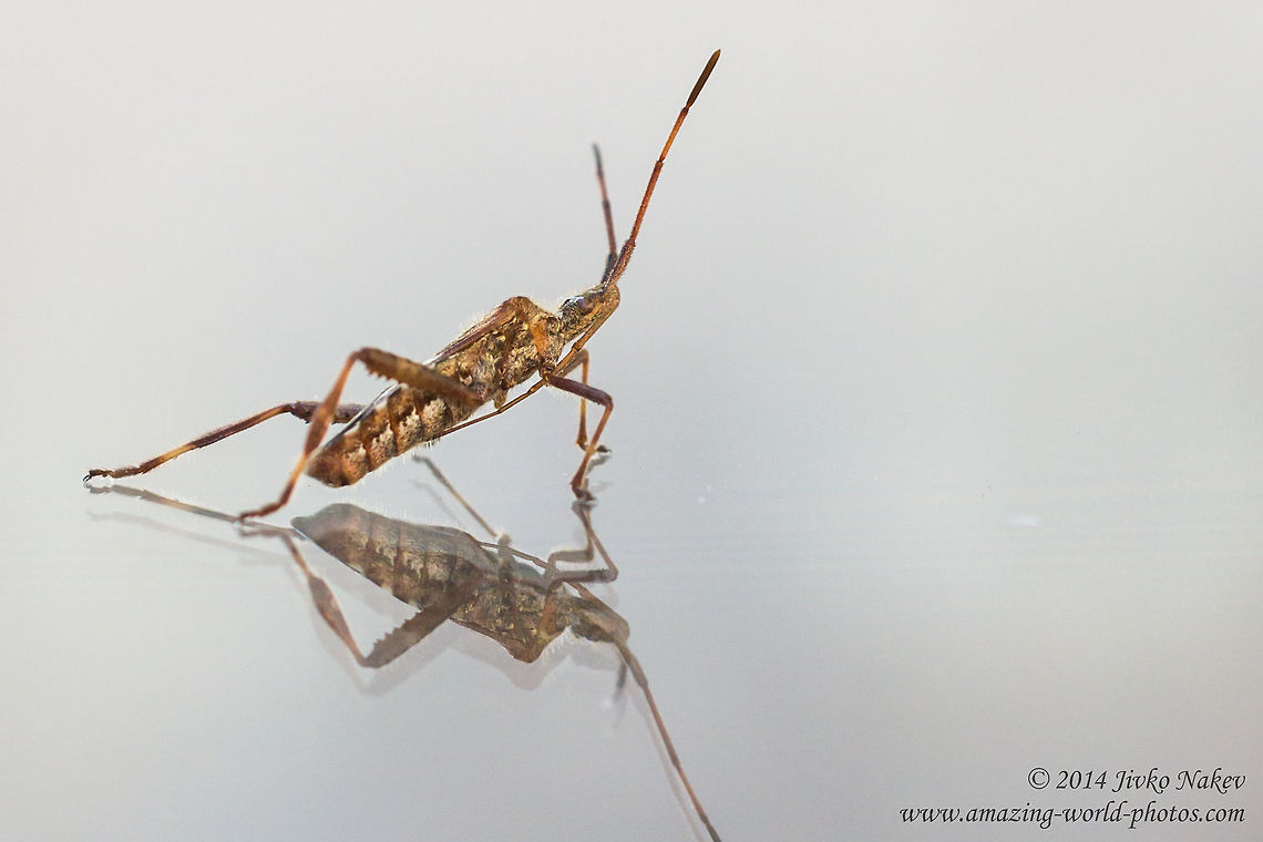 Western conifer seed bug Western conifer seed bug - Leptoglossus occidentalis Bulgaria,Coreidae,Invasive species,Leptoglossus occidentalis,Western conifer seed bug,hemiptera,insect,nature