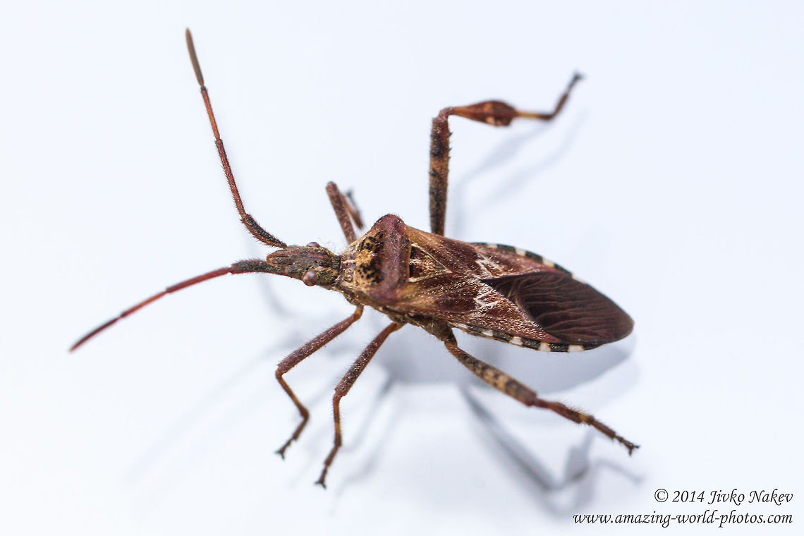 Western conifer seed bug Western conifer seed bug - Leptoglossus occidentalis Bulgaria,Coreidae,Invasive species,Leptoglossus occidentalis,Western conifer seed bug,hemiptera,insect,nature