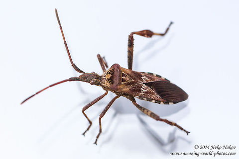 Western conifer seed bug Western conifer seed bug - Leptoglossus occidentalis Bulgaria,Coreidae,Invasive species,Leptoglossus occidentalis,Western conifer seed bug,hemiptera,insect,nature