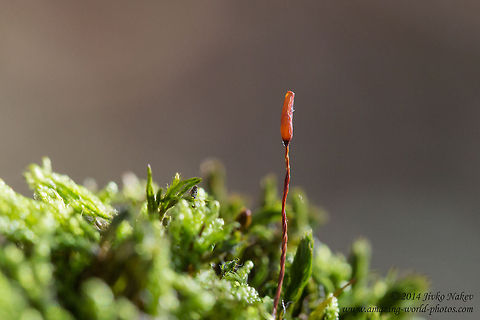 Green Moss Green Moss - Bryophita Bryophita,Bryopsida,Bulgaria,Geotagged,Green Moss,Tortula ruralis,nature,plant