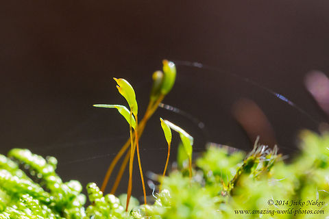 Green Moss Green Moss - Bryophita Bryophita,Bryopsida,Bulgaria,Geotagged,Green Moss,nature,plant