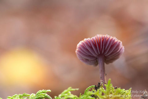 Amethyst deceiver Mushroom Amethyst deceiver Agaricales,Amethyst Deceiver,Amethyst deceiver,Bulgaria,Geotagged,Laccaria amethystina,fungi,mushroom,nature