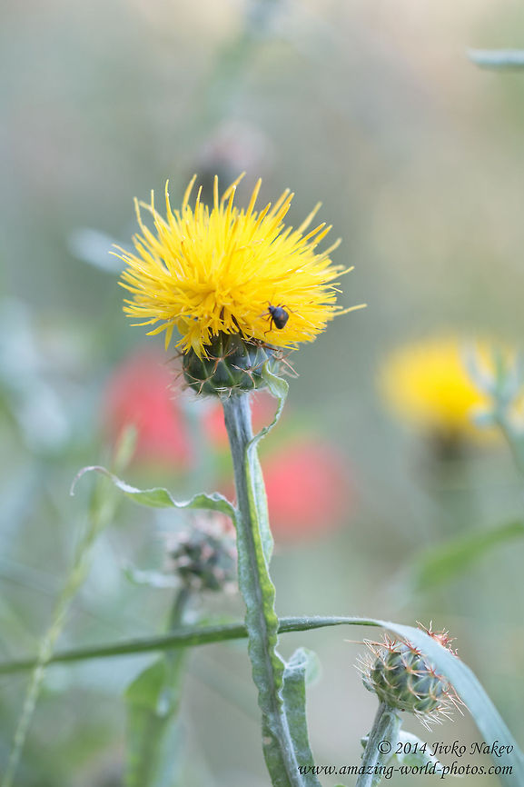 Yellow Star-thistle Yellow Star-thistle<br />
I am not 100% sure in the ID Asterales,Bulgaria,Centaurea solstitialis,Geotagged,St. Barnaby's thistle,Yellow cockspur,Yellow star-thistle,golden Starthistle,nature,plants