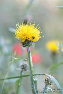 Yellow Star-thistle Yellow Star-thistle
I am not 100% sure in the ID Asterales,Bulgaria,Centaurea solstitialis,Geotagged,St. Barnaby's thistle,Yellow cockspur,Yellow star-thistle,golden Starthistle,nature,plants