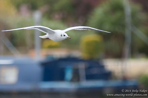 Black-headed Gull Juvenile over Thames River Black-headed gull - Chroicocephalus ridibundus Black-headed Gull,Charadriiformes,Chroicocephalus ridibundus,England,Geotagged,Laridae,Larus ridibundus,United Kingdom,aves,birds,nature
