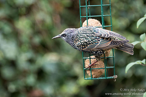 Common Starling Starling on feeder in the backyard Common Starling,England,Geotagged,Sturnidae,Sturnus vulgaris,United Kingdom,aves,birds,nature,passeridae,passerine,songbird