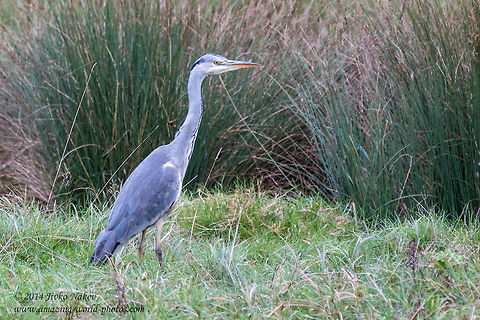 Grey heron Greu heron - Ardea cinerea Ardea cinerea,Geotagged,Grey Heron,United Kingdom,ardeidae,aves,birds,nature