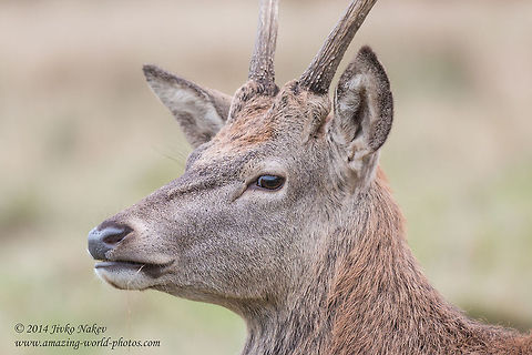 Red Deer Red Deer - Cervus elaphus Cervidae,Cervus elaphus,England,Geotagged,Red Deer,Red deer,United Kingdom,even-toed,mammals,nature