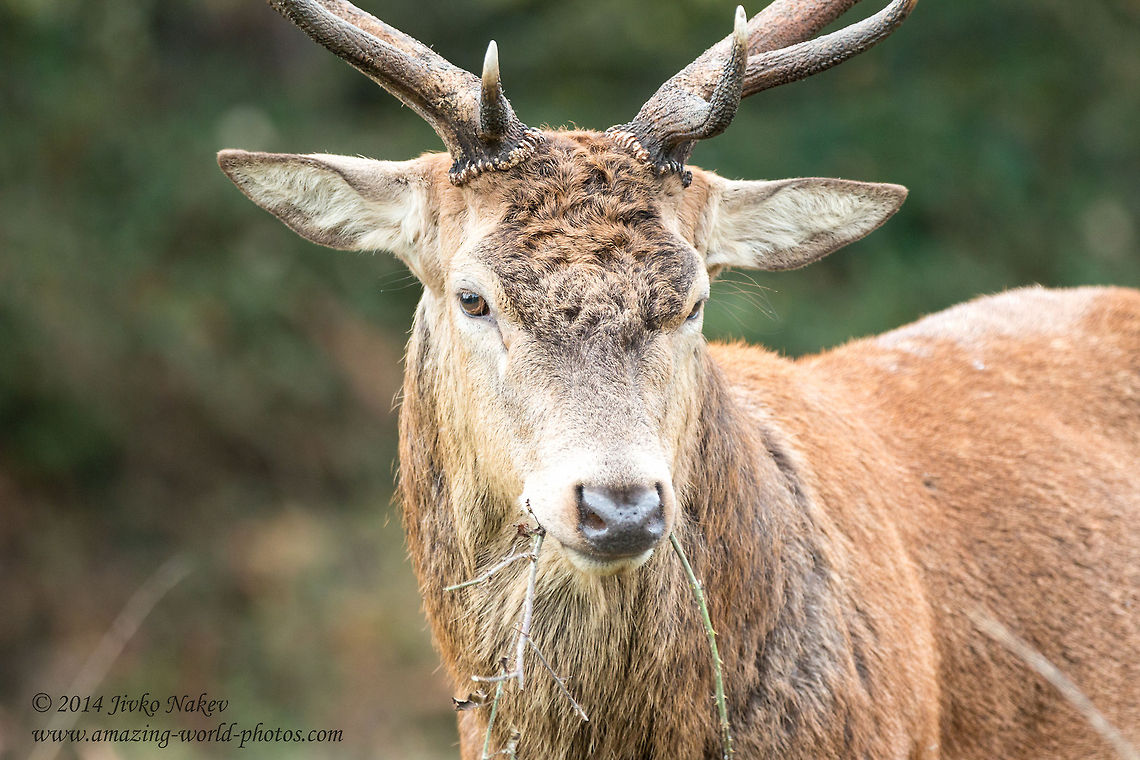 Stay where you are! Don't come any closer! Red Deer - Cervus elaphus Cervidae,Cervus elaphus,England,Geotagged,Red Deer,Red deer,United Kingdom,even-toed,mammals,nature