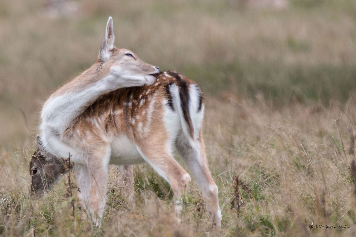 Fallow Deer Doe Fallow Deer - Dama dama Cervidae,Dama dama,England,Fallow Deer,Geotagged,United Kingdom,even-toed,mammals,nature
