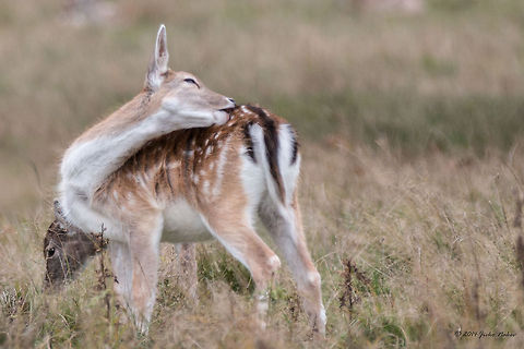 Fallow Deer Doe Fallow Deer - Dama dama Cervidae,Dama dama,England,Fallow Deer,Geotagged,United Kingdom,even-toed,mammals,nature