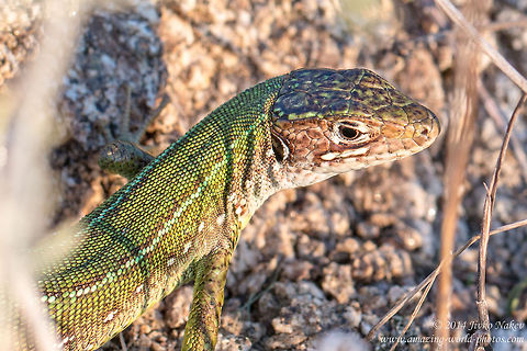 European green lizard - female European green lizard - Lacerta viridis viridis European green lizard,Geotagged,Greece,Lacerta viridis,Lacertidae,Reptiles,nature