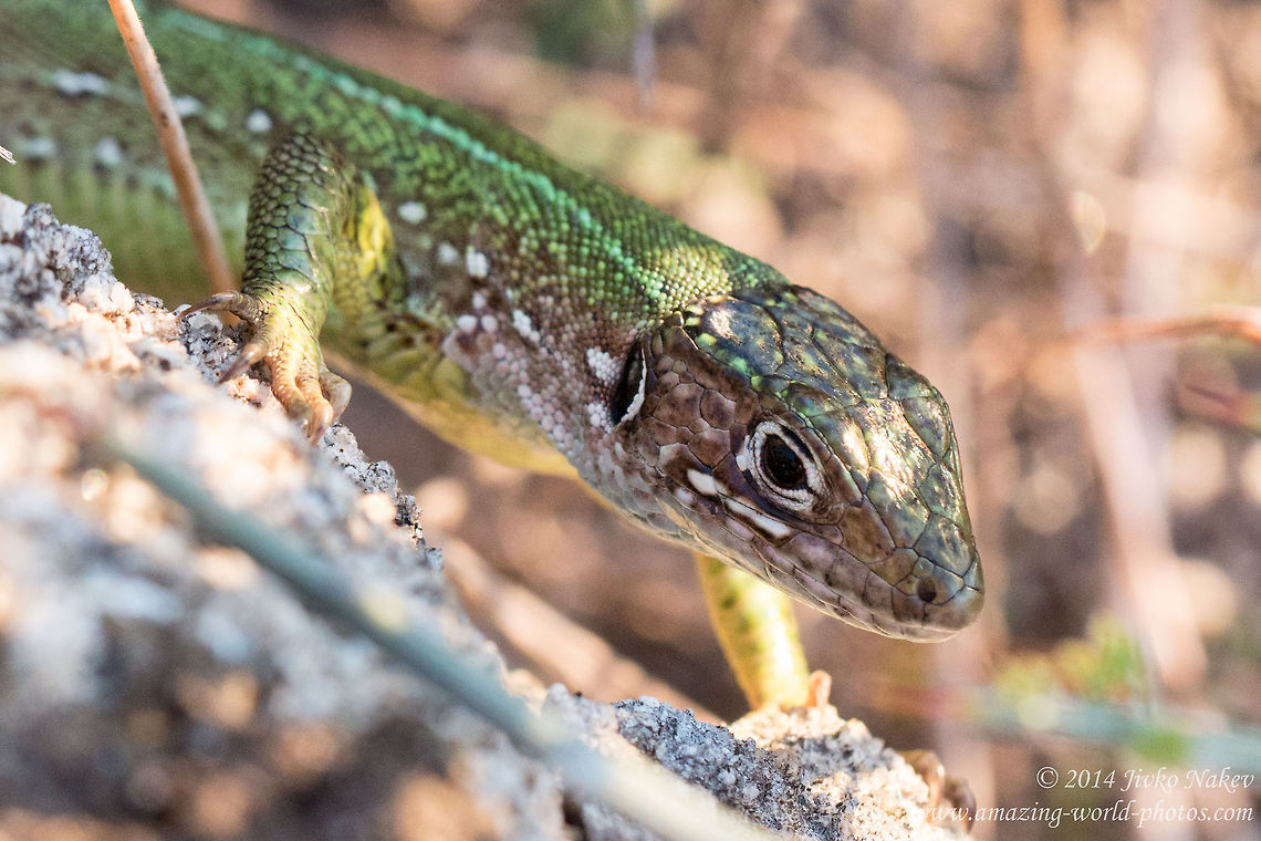 European green lizard - female European green lizard - Lacerta viridis viridis European green lizard,Geotagged,Greece,Lacerta viridis,Lacertidae,Reptiles,nature