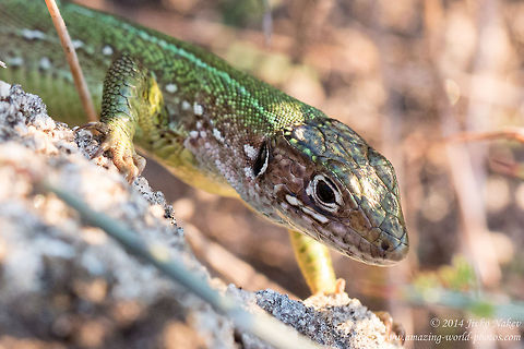 European green lizard