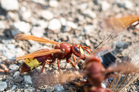 Oriental hornet feeding on a dead cicada Oriental hornet - Vespa orientalis Geotagged,Greece,Oriental hornet,Vespa orientalis,insect,nature,vespidae