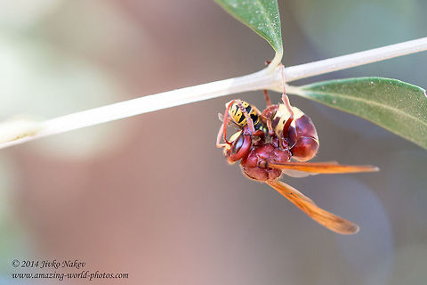 Oriental hornet has just killed a wasp Oriental hornet - Vespa orientalis Geotagged,Greece,Oriental hornet,Vespa orientalis,insect,nature,vespidae