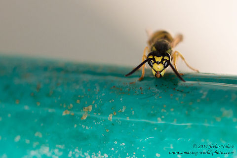German Yellowjacket Wasp German Yellowjacket Wasp - Vespula germanica European wasp,Geotagged,German wasp,German yellowjacket,Greece,Vespula germanica,hymenoptera,insect,nature,vespidae,vespula germanica