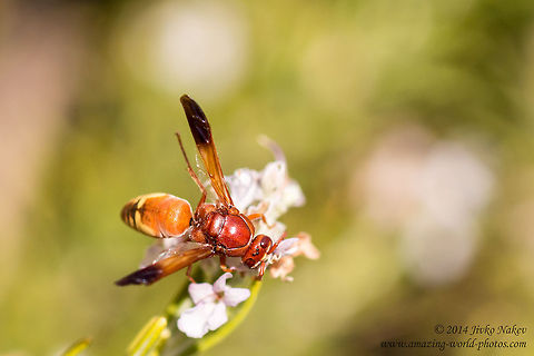 Potter wasp male Potter wasp - Rhynchium oculatum
http://www.jungledragon.com/image/23343/potter_wasp_female.html Eumenidae,Geotagged,Greece,Potter wasp,Rhynchium oculatum,insect,nature
