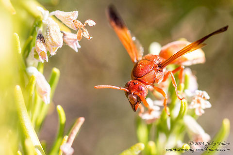 Potter wasp female Potter wasp - Rhynchium oculatum Eumenidae,Geotagged,Greece,Potter wasp,Rhynchium oculatum,insect,nature