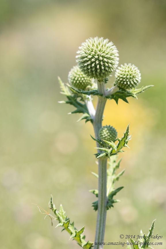 Spiky green Even the thorn could be beautiful Bulgaria,Echinops sphaerocephalus,Geotagged,Great globe thistle,nature,plant,spine,thorn