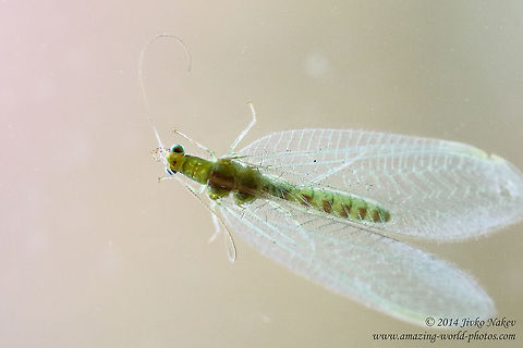 Common Green Lacewing Common Green Lacewing - Chrysoperla carnea Bulgaria,Chrysoperla carnea,Chrysopidae,Common Green Lacewing,Common green lacewing,Geotagged,Neuroptera,biological control,insect,nature