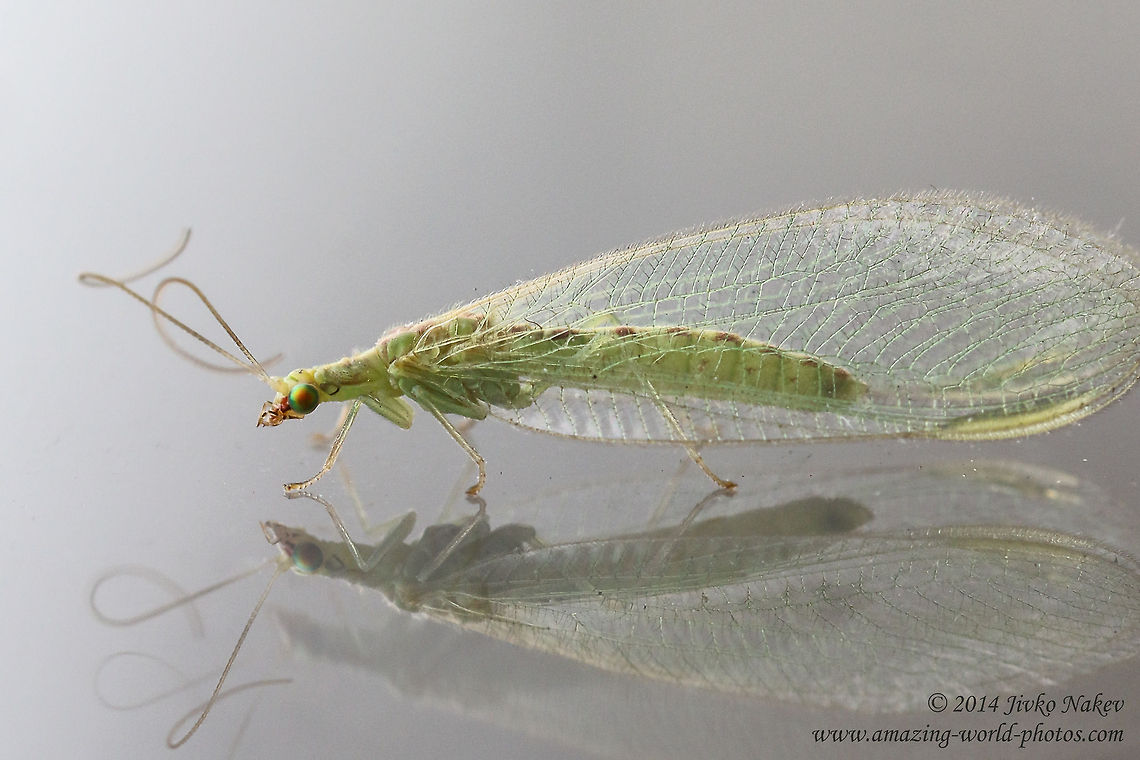 Common Green Lacewing Common Green Lacewing - Chrysoperla carnea Bulgaria,Chrysoperla carnea,Chrysopidae,Common Green Lacewing,Common green lacewing,Geotagged,Neuroptera,biological control,insect,nature