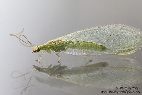 Common Green Lacewing Common Green Lacewing - Chrysoperla carnea Bulgaria,Chrysoperla carnea,Chrysopidae,Common Green Lacewing,Common green lacewing,Geotagged,Neuroptera,biological control,insect,nature