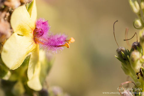 Dark Mullein Flower Dark Mullein - Verbascum nigrum Bulgaria,Dark Mullein,Dark mullein,Geotagged,Lamiales,Medicinal herb,Verbascum nigrum,nature,plant,wild flower