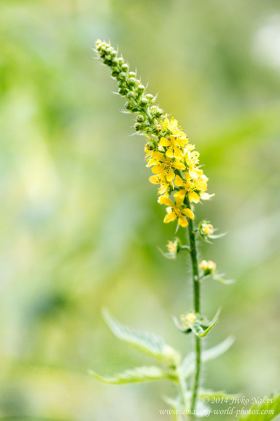 Agrimony Wild Flower Common Agrimony - Agrimonia eupatoria Agrimonia eupatoria,Bulgaria,Church steeples,Common agrimony,Geotagged,Rosales,Sticklewort,flora,nature,plant,wild flower