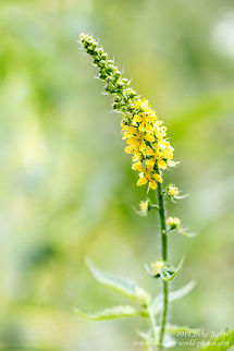 Agrimony Wild Flower Common Agrimony - Agrimonia eupatoria Agrimonia eupatoria,Bulgaria,Church steeples,Common agrimony,Geotagged,Rosales,Sticklewort,flora,nature,plant,wild flower