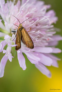 Fairy Longhorn Moth