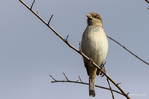 House Sparrow House Sparrow - Passer domesticus female Bulgaria,Geotagged,House Sparrow,House sparrow,Passer domesticus,aves,birds,nature,passeridae,passerine