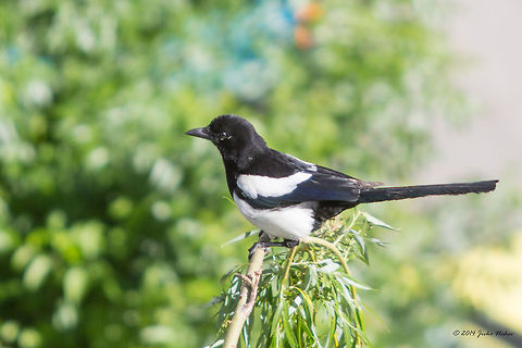 Curious magpie Common magpie - Pica pica Bulgaria,Common Magpie,Eurasian magpie,European Magpie,European magpie,Geotagged,Pica pica,Spring,aves,birds,corvidae,nature,pica pica