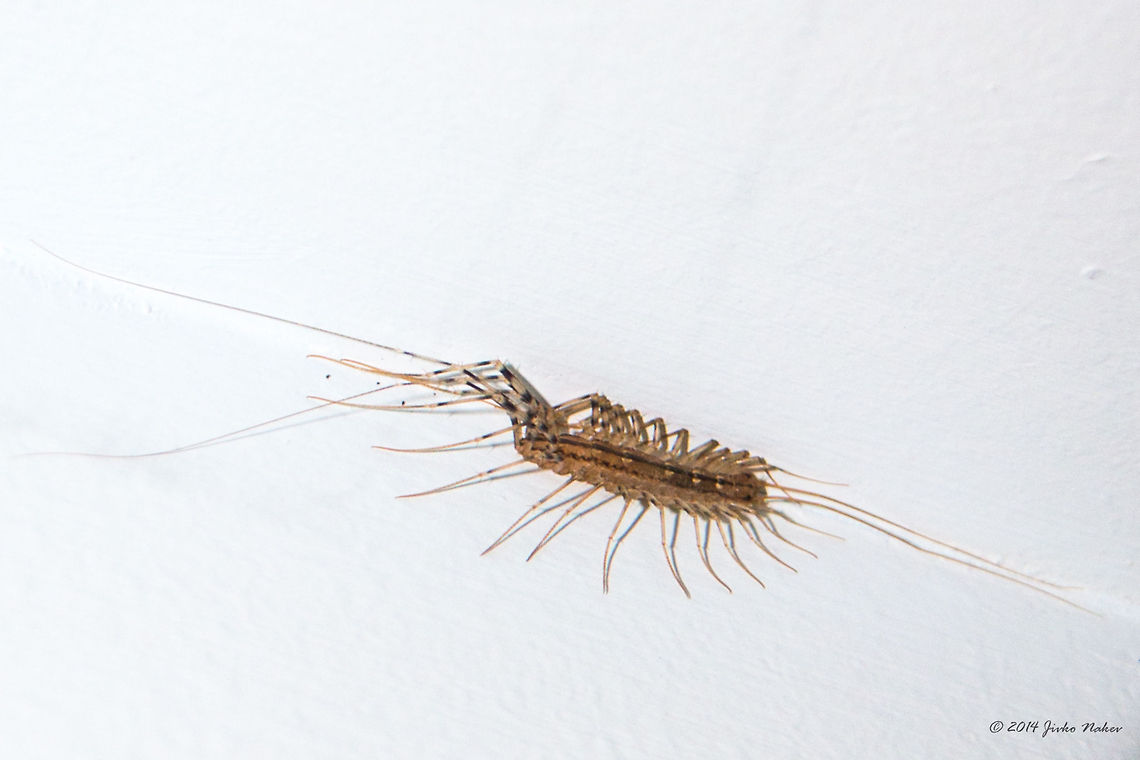 House centipede House centipede - Scutigera coleoptrata<br />
I had no idea they are good guys - harmless to humans and predators on small house pests like roaches and spiders. Do not kill them. Bathtube centepede,Chilopoda,Geotagged,Greece,House Centipede,House centepede,Scutigera coleoptrata,arthropoda,nature