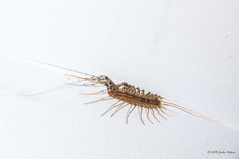 House centipede House centipede - Scutigera coleoptrata
I had no idea they are good guys - harmless to humans and predators on small house pests like roaches and spiders. Do not kill them. Bathtube centepede,Chilopoda,Geotagged,Greece,House Centipede,House centepede,Scutigera coleoptrata,arthropoda,nature