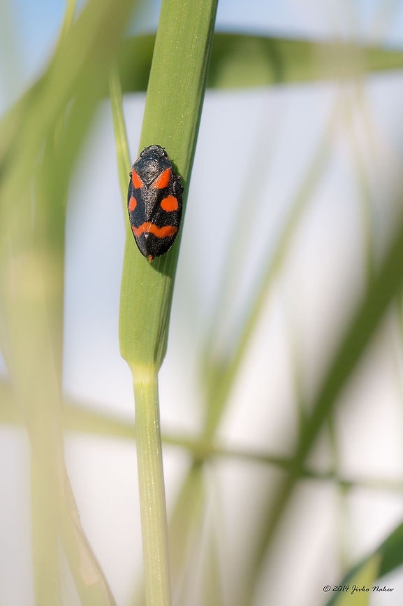 Nice black-red bug on green grass Froghopper - Cercopis sanguinolenta Bulgaria,Cercopidae,Cercopis sanguinolenta,Cercopoidea,Froghopper,Geotagged,bug,hemiptera,insect,nature