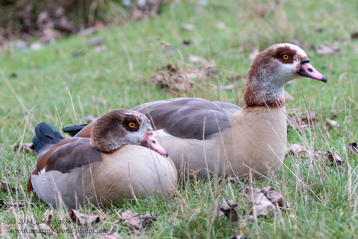 Egyptian geese Egyptian goose - Alopochen aegyptiacus Alopochen aegyptiacus,Anatidae,Egyptian Goose,Egyptian goose,Fall,Geotagged,United Kingdom,aves,birds,nature