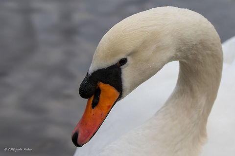 Mute swan Mute swan - Cygnus olor Anatidae,Cygnus olor,Geotagged,Germany,Mute Swan,Mute swan,Wildlife,Winter,aves,bird,nature,waterfowl