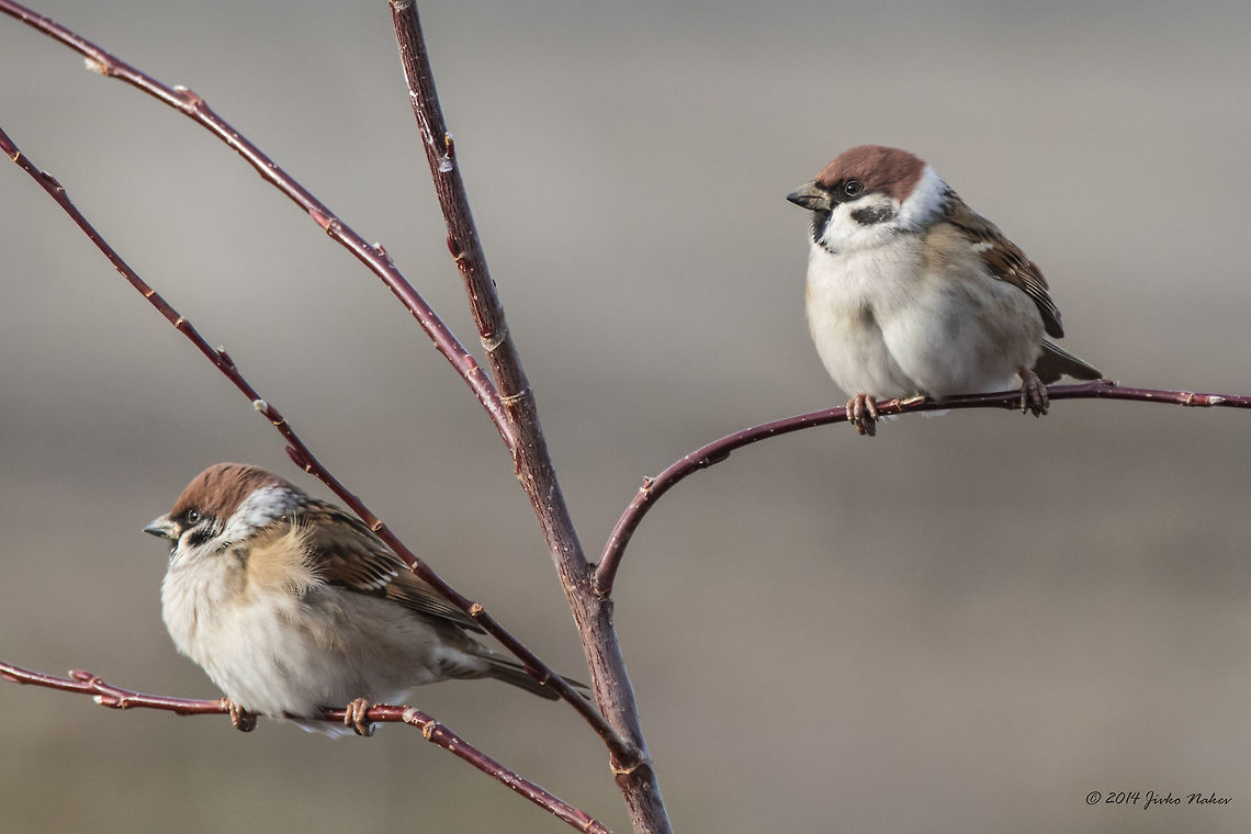 Eurasian Tree Sparrow Eurasian Tree Sparrow - Passer montanus Bulgaria,Eurasian Tree Sparrow,Fall,Geotagged,Passer montanus,aves,bird,nature,passeridae,passerine