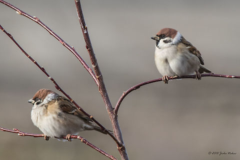 Eurasian Tree Sparrow Eurasian Tree Sparrow - Passer montanus Bulgaria,Eurasian Tree Sparrow,Fall,Geotagged,Passer montanus,aves,bird,nature,passeridae,passerine