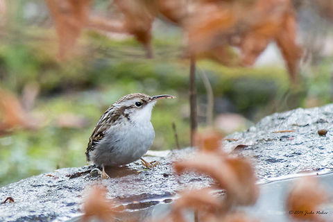 Short-toed treecreeper Short-toed treecreeper - Certhia brachydactyla Certhia brachydactyla,Certhiidae,Geotagged,Germany,Short-toed treecreeper,Winter,aves,birds,nature,passerine