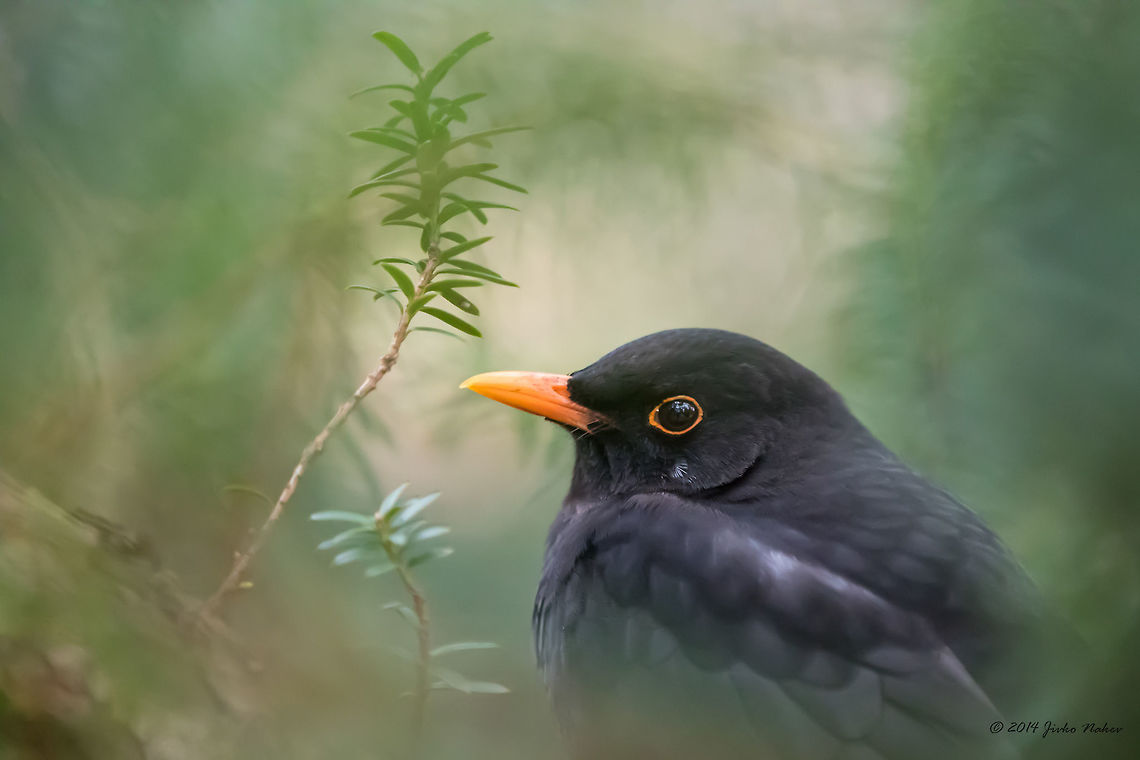 Blackbird Blackbird - Turdus merula<br />
<figure class="photo"><a href="https://www.jungledragon.com/image/26289/blackbird_-_female.html" title="Blackbird - female"><img src="https://s3.amazonaws.com/media.jungledragon.com/images/1332/26289_thumb.jpg?AWSAccessKeyId=05GMT0V3GWVNE7GGM1R2&Expires=1759968010&Signature=Mv%2FZA5UvekuA4M7c6H3rzKi7TkU%3D" width="200" height="134" alt="Blackbird - female Blackbird - Turdus merula<br />
http://www.jungledragon.com/image/26288/blackbird.html Common Blackbird,Geotagged,Germany,Turdidae,Turdus merula,Winter,aves,birds,blackbird,nature,passerine" /></a></figure> Common Blackbird,Geotagged,Germany,Turdidae,Turdus merula,Winter,aves,birds,blackbird,nature,passerine