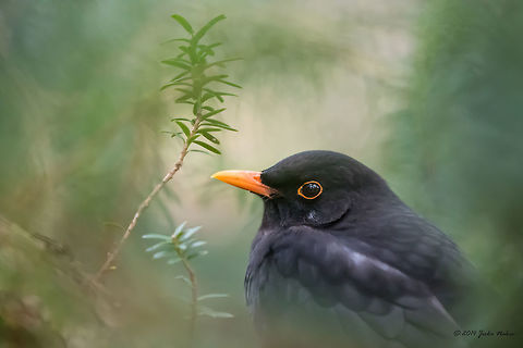 Blackbird Blackbird - Turdus merula
http://www.jungledragon.com/image/26289/blackbird_-_female.html Common Blackbird,Geotagged,Germany,Turdidae,Turdus merula,Winter,aves,birds,blackbird,nature,passerine